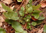Epigaea Repens